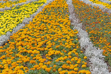 Beautiful flower of a chrysanthemum