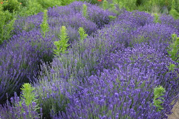 Obraz premium Lavender field