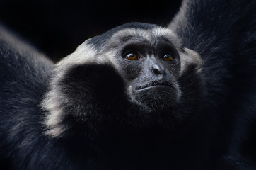 Wild monkey in the jungle