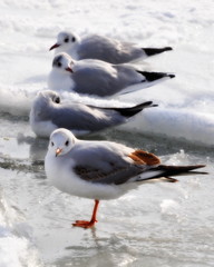 Four frozen seagulls are standing and sitting on the ice in a row. Icy Black Sea, white snow.