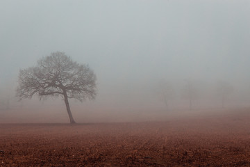 Fototapeta na wymiar Oak tree on misty foggy winter morning