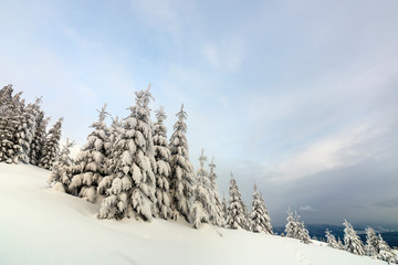 Beautiful winter mountain landscape. Tall dark green spruce trees covered with snow on mountain peaks and cloudy sky background.