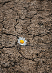 chamomile flower on dry land with cracks. Single chamomile breaking through road. concept of nature and environment protection. drought season. copy space. 