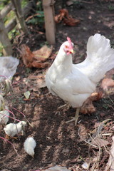 Chicken Family