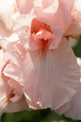 A beautiful decorative flower. Pink iris blossoming in a garden.