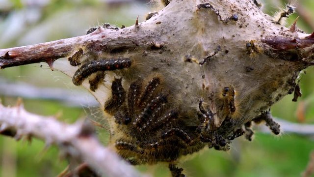 Cocoon With Dozens Of Caterpillars, (neutral version)