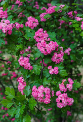 Branches of a decorative hawthorn in a garden with pink flowers.