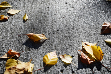 Fallen leaves in the sunlight