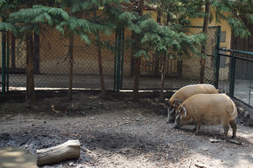 świnie miniaturki w poznańskim ogrodzie zoologicznym