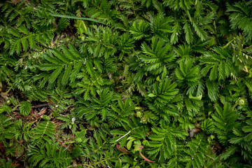 Beautiful nature background green buttercup leaves on the ground