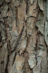 texture of the apple tree bark Background macro