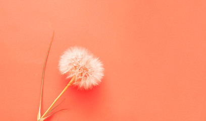 Creative colorful background with white dandelions inflorescence. Trendy colors in 2019. 