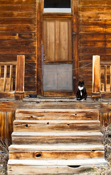 A house cat sits on the steps of the former Seiler residence in the Bodie gold mining ghost town in California.    