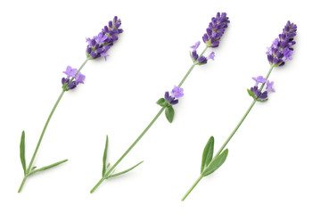 Lavender Flowers Isolated On White Background
