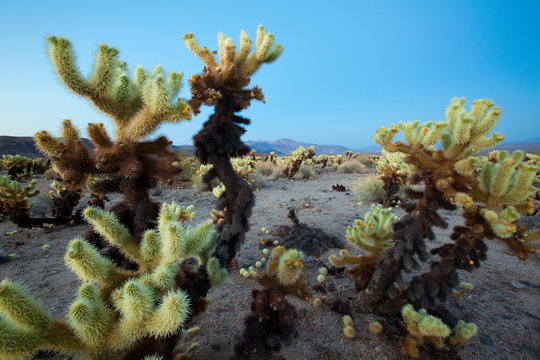 Teddy Bear Cactus or Jumping Cholla in Joshua Tree National Park in southern California.         