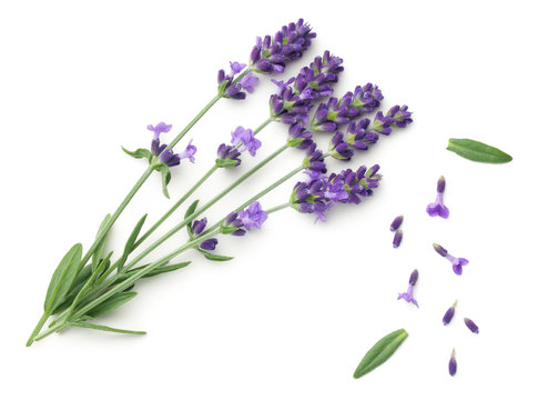 Lavender Flowers Isolated On White Background