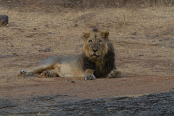  Asiatic Lion  in Gir National Park in Gujarat, India