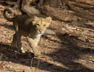  Asiatic Lion Cub in Gir National Park in Gujarat, India