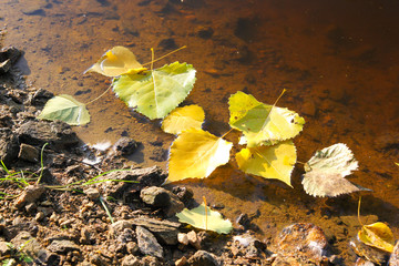 Autumn Background Season, several fallen leaves floating on water