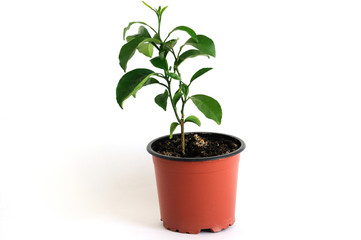 Orange tree in a small pot for seedlings. On a white background. Place for text.