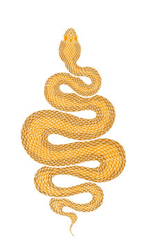 Brown coiled snake detailed illustration