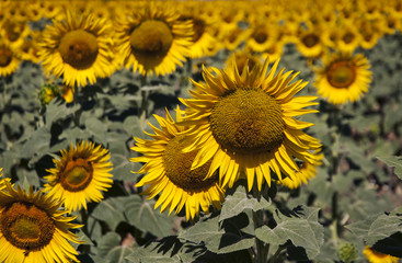 Fototapeta na wymiar Plantation of yellow sunflowers on green leaves background
