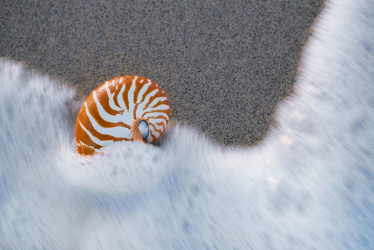 seashell nautilus on sea beach under live action sea wave