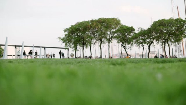 Little dog running around ant trying to catch a freesby. Jack russel. Evening in Barcelona 