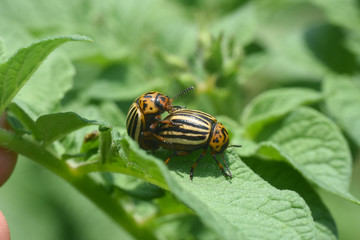 Colorado potato beetle. Colorado beetle, major pest of potato crops