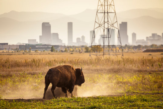 Denver, Colorado, USA: Bison at the Rocky Mountain Arsenal National Wildlife Refuge with the city of Denver in the background.
