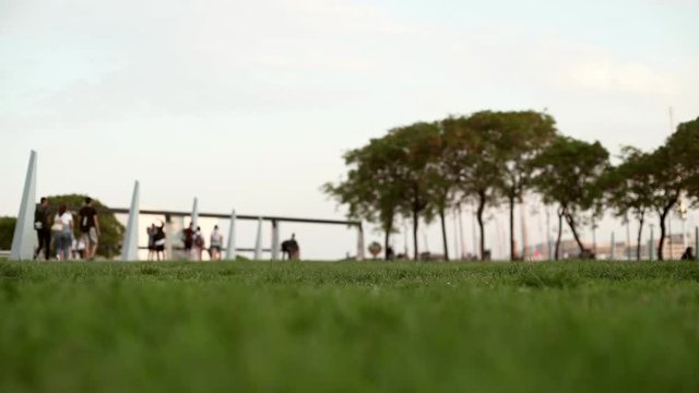 Little dog running around ant trying to catch a freesby. Jack russel. Evening in Barcelona 