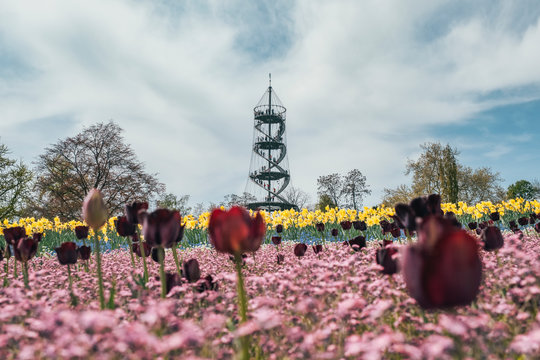 Blumen auf dem Stuttgarter Killesberg