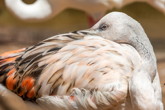 Flamingo bird detail in the Bird's Park