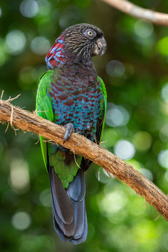 Beautiful exotic tropical parrot bird in the Bird's Park