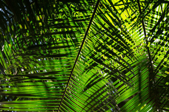 Detail of green palm tree leaves texture in the rainforest