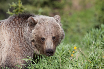 Naklejka na ściany i meble Grizzly Bear in the Canadian Rocky Mountains
