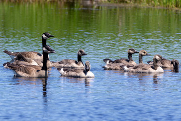  Canada goose (Branta canadensis) with their goslings