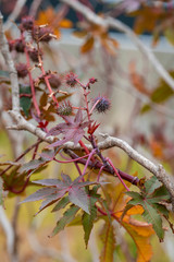 branch of a tree in spring