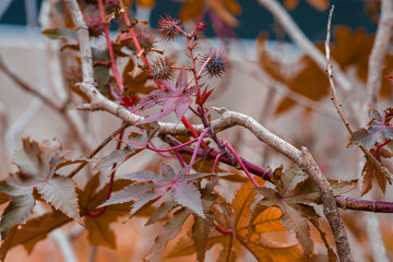 branch of an autumn tree
