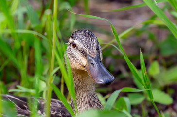 Mallard (Anas platyrhynchos) female in the meadow
