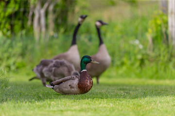 Mallard duck,male on conservation area  with Canada geese on the background