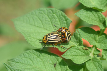 Colorado potato beetle. Colorado beetle, major pest of potato crops