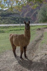 lama