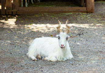 Girgentana goat (Capra aegagrus hircus).