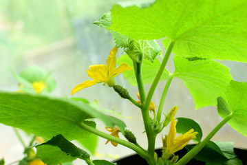 Flowering cucumbers, small cucumbers in the greenhouse. Vegetable farming in households.