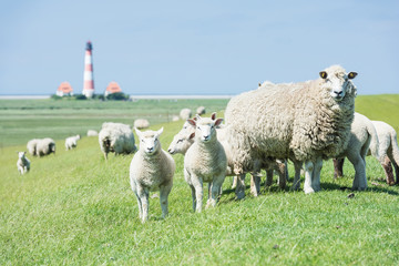 Schafherde vor dem Leuchtturm Westerheversand; Schleswig-Holstein; Deutschland