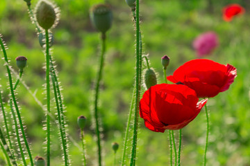Fototapeta premium Beautiful red scarlet poppy flowers in green field. Summer sunset landscape. Fragile petals