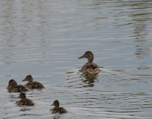 Wild Female Mallard duck with youngs ducklings. Anas platyrhynchos leaving the water hiding in reeds. Beauty in nature. Spring time. Birds swimming on lake. Young ones.