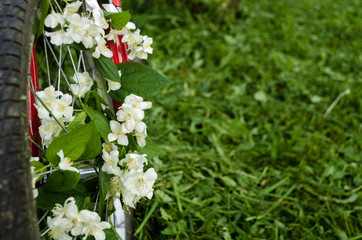 Fototapeta premium Beautiful white flowers of jasmine in the wheel of a red old bicycle against the background of green trees, mown grass and hemp. Creative romantic vintage concept. Place for text
