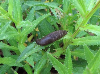 Slugs climbed on daisy plants, then started to chewing the leaves